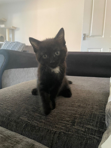 Black British shorthair kittens