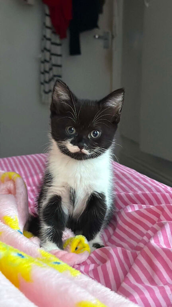 12 weeks old kittens 3 available