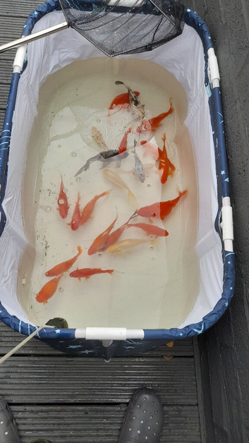 Gold fish