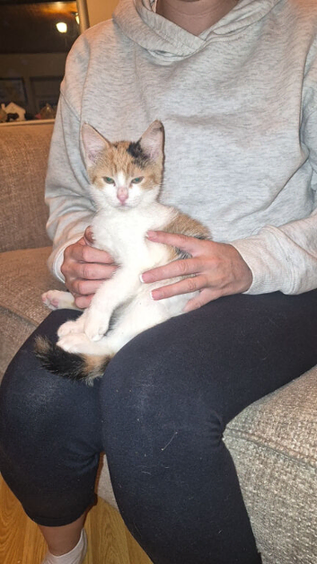 Kittens