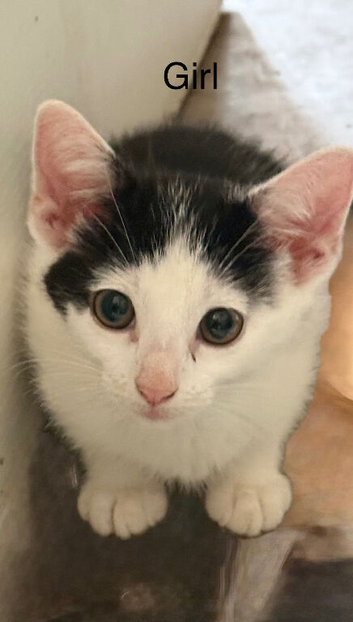 5 kittens- ready now