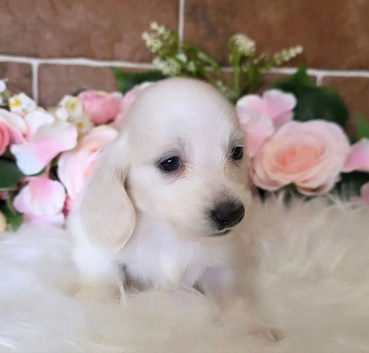Stunning snow white cream miniature Dachshunds kc registered