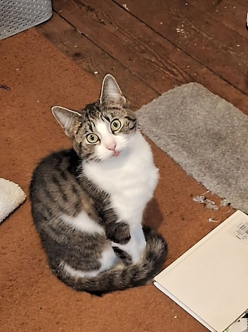 Ready to go kittens