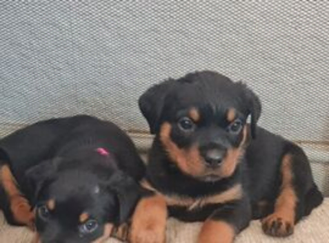 8 rottweiler pups