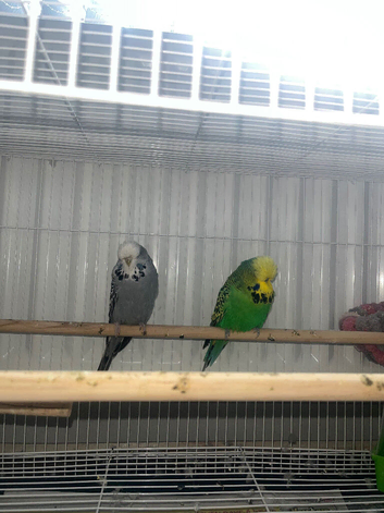 Budgerigars