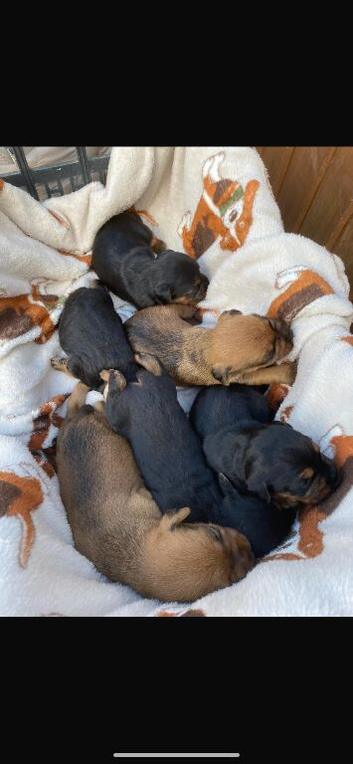 Pups for sale