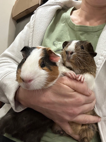 2 x male guinea pigs cage, and accessories