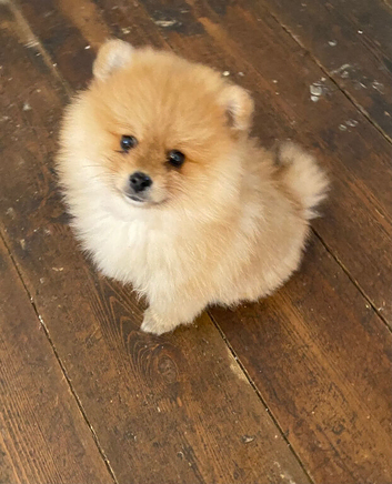 Gorgeous female Pomeranian pup