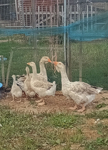 Family Buff Dewlap Toulouse Geese