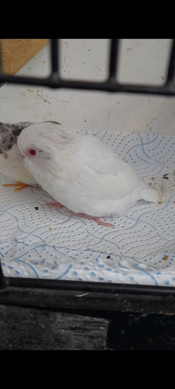 ALBINO parrotlet hen