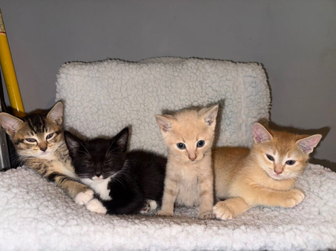 STUNNING ABYSSINIAN MIXED READY TO LEAVE!