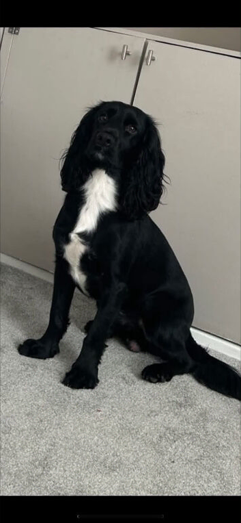 Cocker spaniel dog
