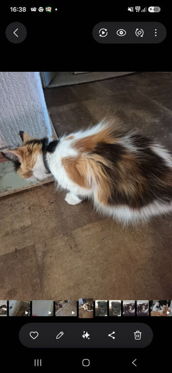 Kitens