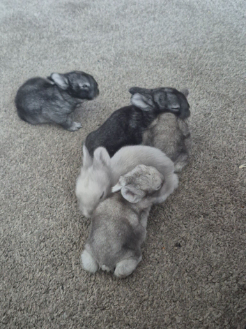 Lionhead/rex baby rabbits