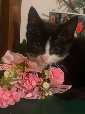 Kittens ready now