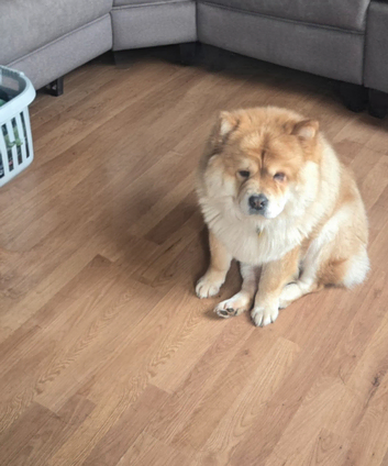 Looking for a Male Chow Chow Stud