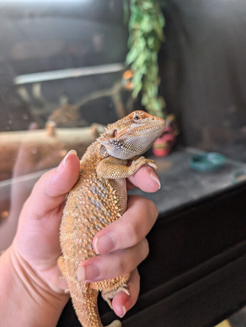 Baby bearded dragon Male