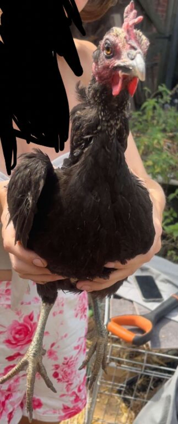 Black mixed breed egg laying chicken
