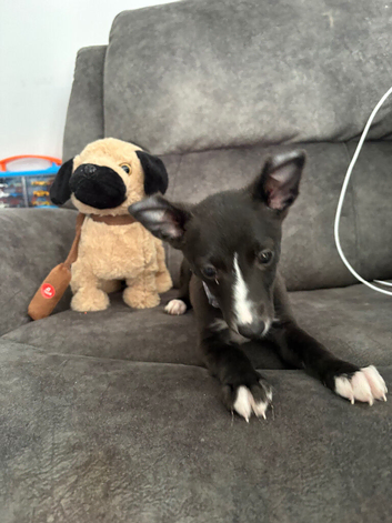 Puppy for sale