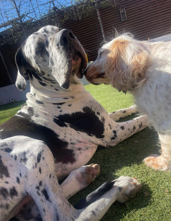 ** STUD ** KC reg Harlequin Great Dane 2 yr