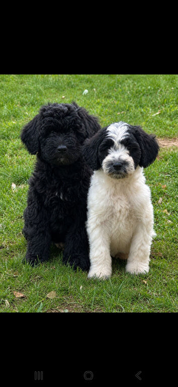 Hybrid sproodle pups