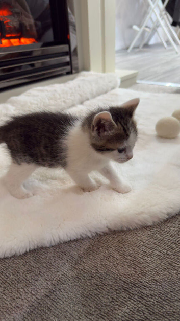 Playful & Chunky Kittens