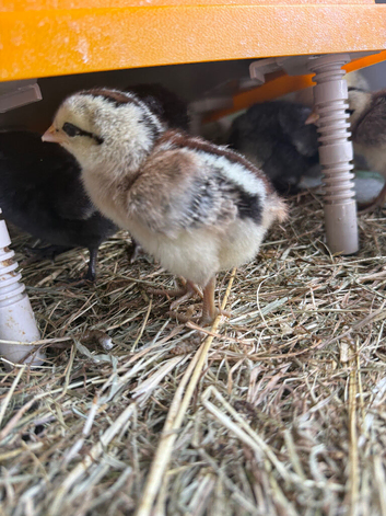 2-3 week old unsexed hybrid chicks