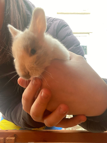 BABY BUNNIES READY IN 6 WEEKS!!!