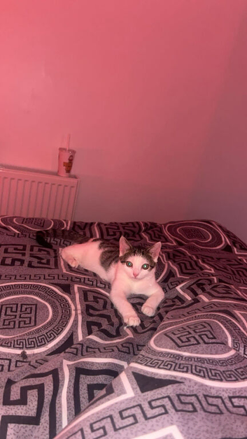 Cat for sale