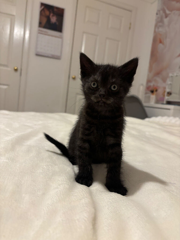Scottish fold kitten
