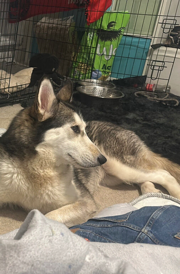Storm the husky
