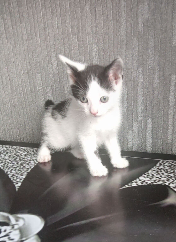 1 beautiful male kitten looking for forever homes