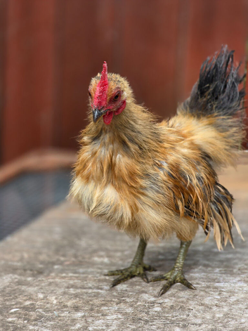 Serama silkie Cockerell