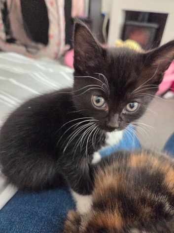 12 week old kitten