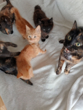 Kittens for sale