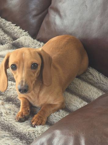 Miniature dachshund bitch kc reg