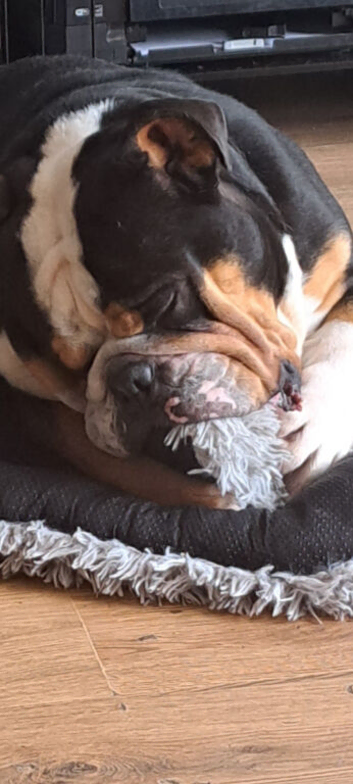 5 year old English bulldog