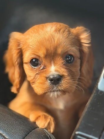 KC REG RUBY CKC Cavalier King Charles