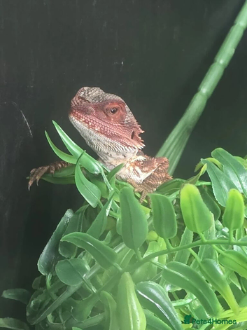 Red monster bearded dragon with his full set up