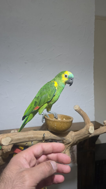 Stunning blue fronted amazon