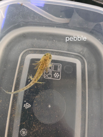 Axolotl babies