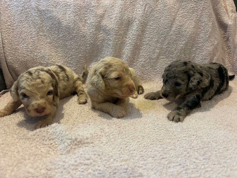 Labradoodle F1B Health clear pups