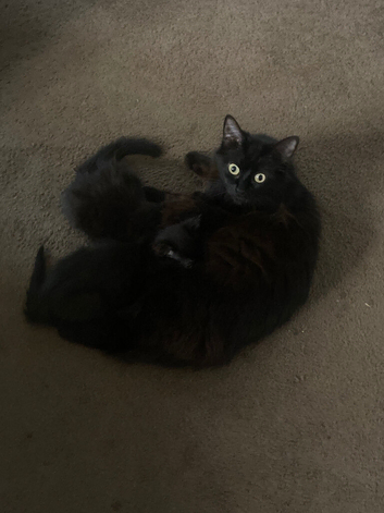 Two Black Kittens for sale