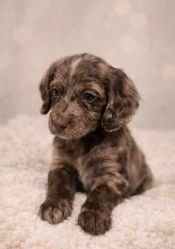 Gorgeous Show Cocker Spaniel Puppies &ndash; 1 Boy & 2 Girls