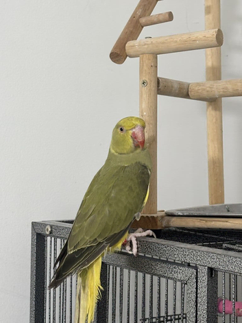 Indian Ringneck Rare Colour 6 Months Old