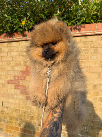 GORGEOUS TEDDY POMERANIAN