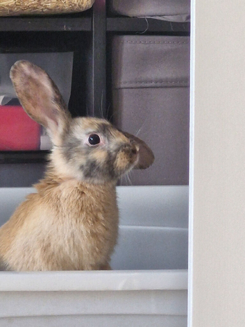 10 week old male rabbit