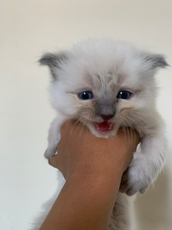 Ragdoll Kittens