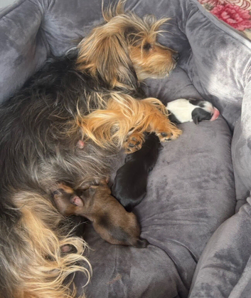 Rare Parti Yorkie Girls + Classic Siblings &ndash; 4 Girls & 1 Boy!