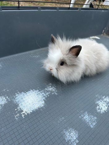 Lionhead bunnies